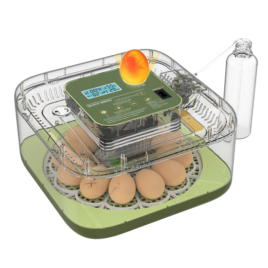 EggOriva