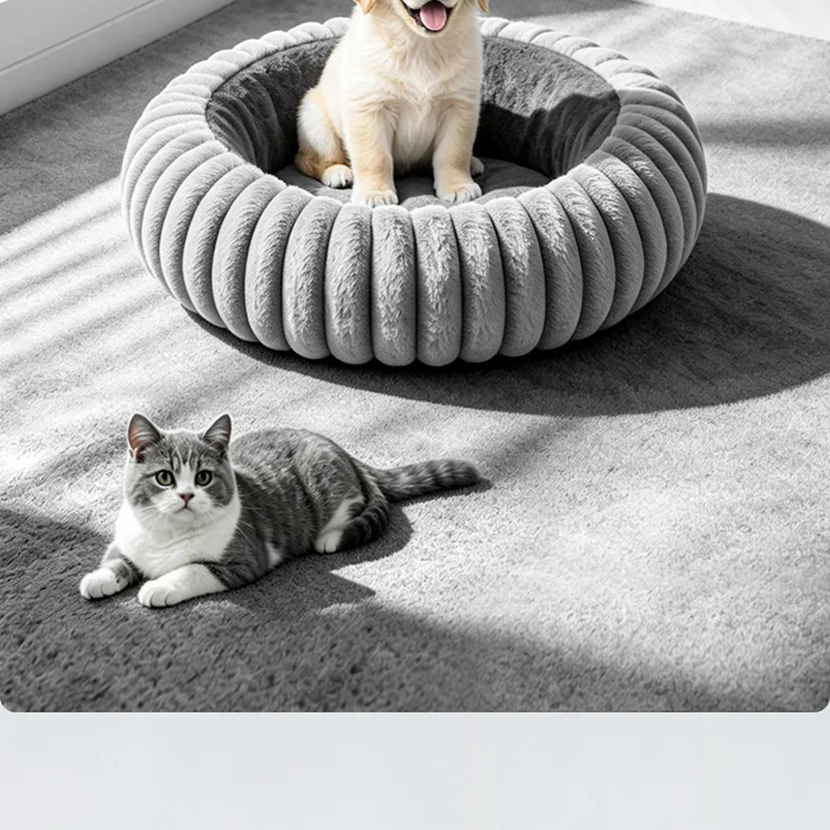 PawCozier