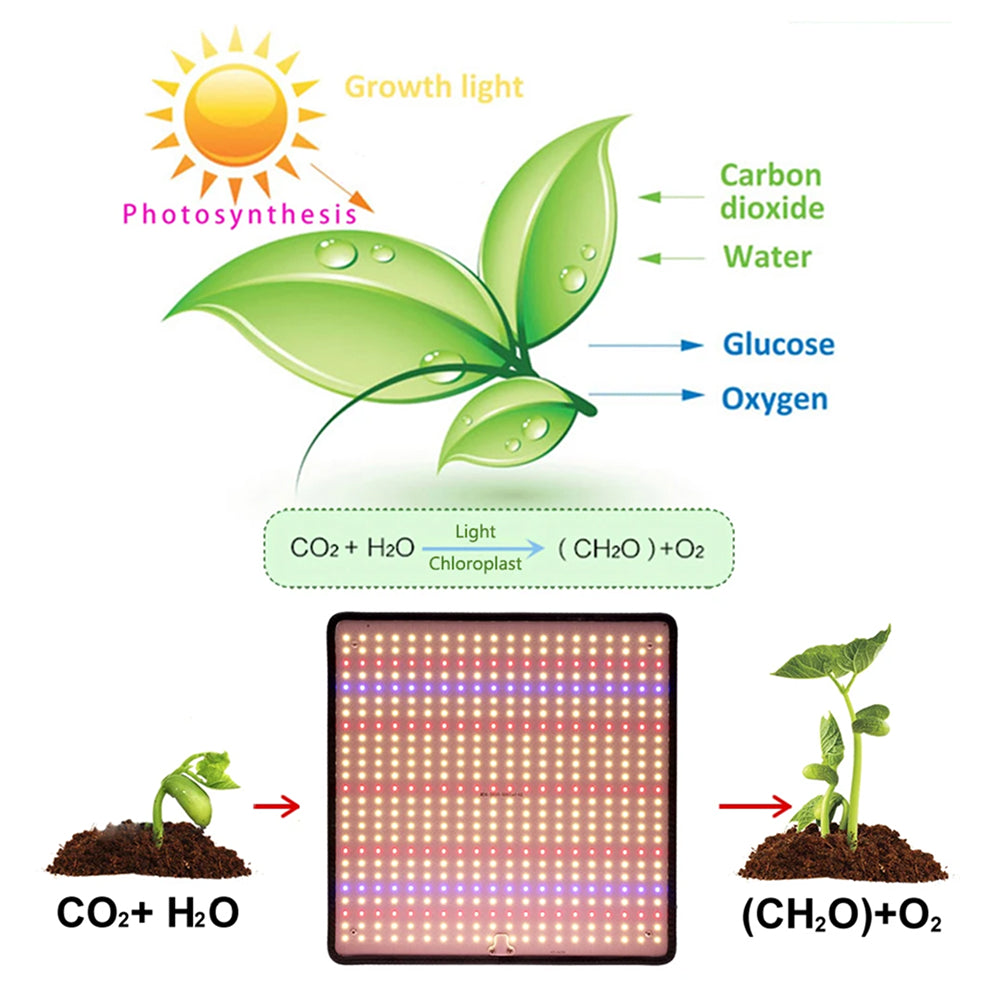 PlantLume